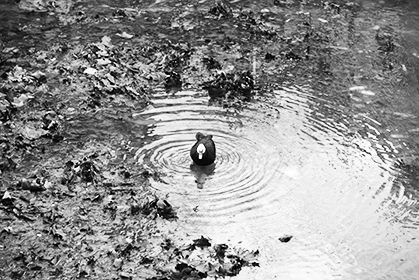 Un canard de Barbarie qui a trouvé sa mare.