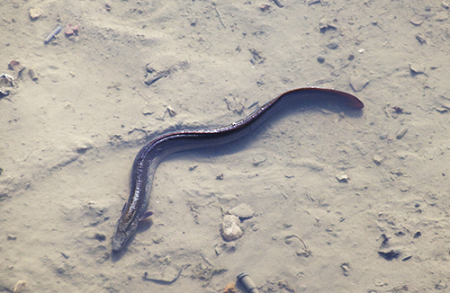 Une anguille savoure ces dernières heures dans le petit peu d'eau qu'il reste dans le canal 