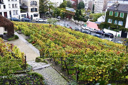 Une vigne clôturée